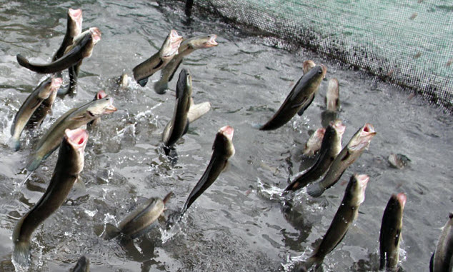 Nằm mơ thấy bắt được cá lóc đánh con ѕố mấy, là điềm báo ɡì?