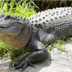 Mơ thấy cá sấu đánh con gì số mấy, là điềm báo gì ?