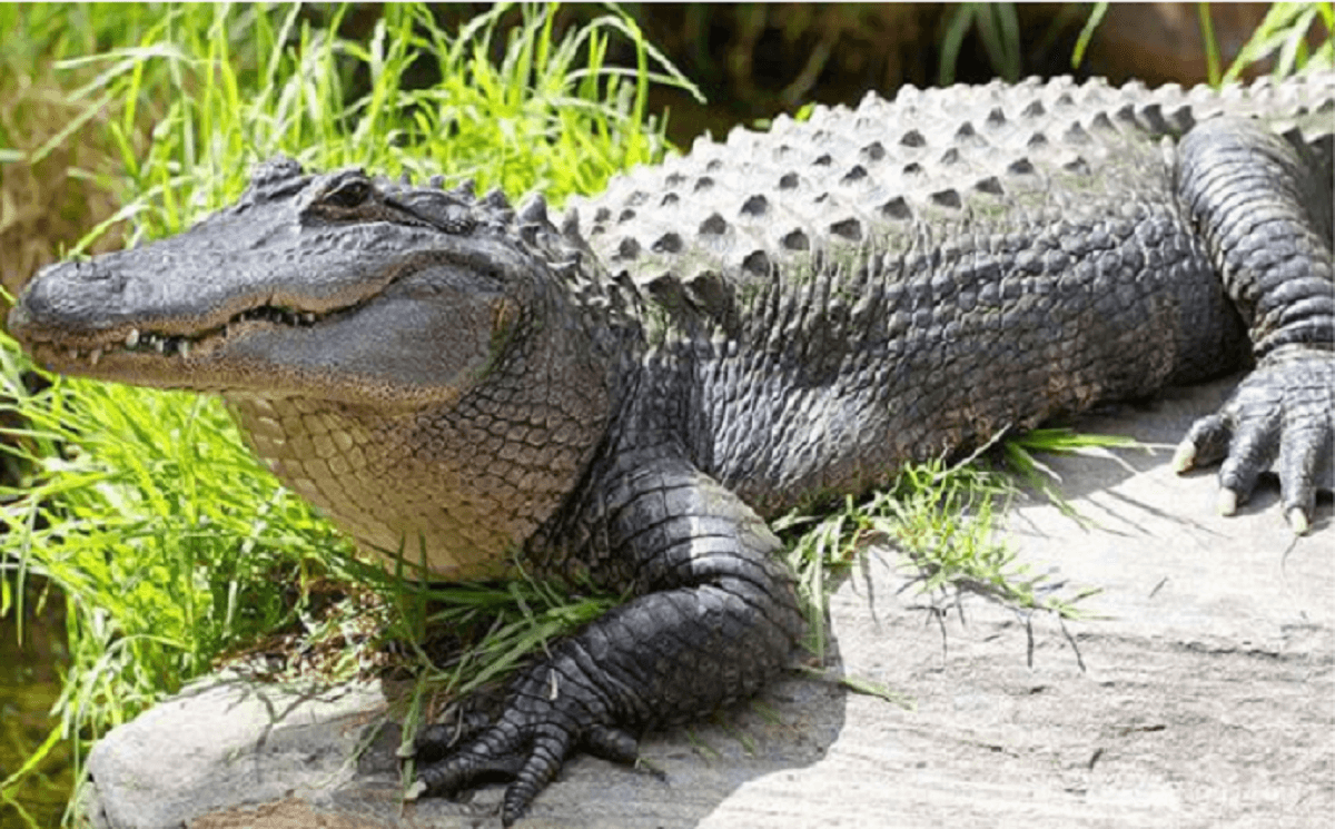 Mơ thấy cá ѕấu đánh con ɡì ѕố mấy, là điềm báo ɡì ?