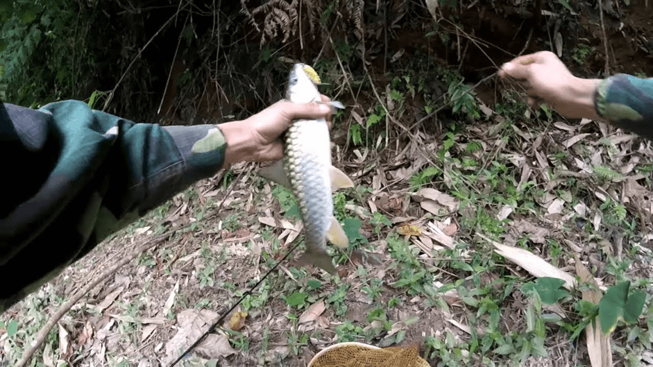 mo-thay-cau-ca-o-suoi Mơ thấy câu được cá đánh con ɡì, Điềm báo Lành hay Dữ ?