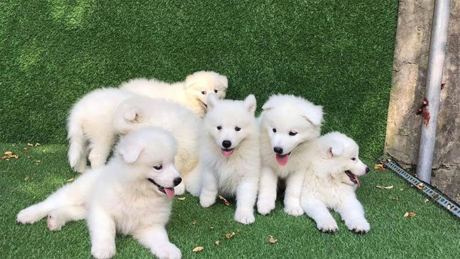 mo-thay-cho-de-5-con Nằm mơ thấy chó là điềm Lành hay Dữ, Đánh con ɡì?