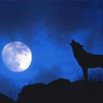 Nằm mơ thấy chó là điềm Lành hay Dữ, Đánh con gì?