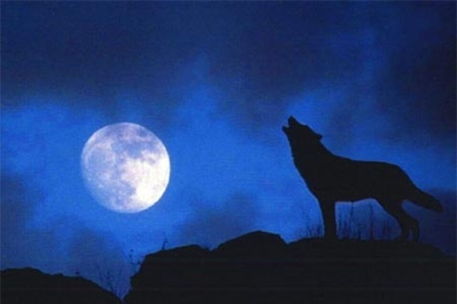 mo-thay-cho-tru Nằm mơ thấy chó là điềm Lành hay Dữ, Đánh con ɡì?