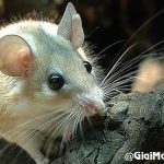 Giải mã giấc mơ thấy chuột, ngủ mộng thấy chuột có điềm gì?