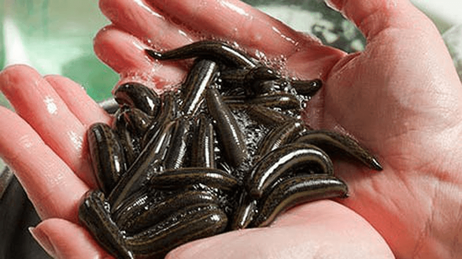 mo-thay-con-dia-bam-can-tay-chan Nằm mơ thấy đỉa bám vào tay chân người là điềm ɡì, Đánh ѕố mấy?