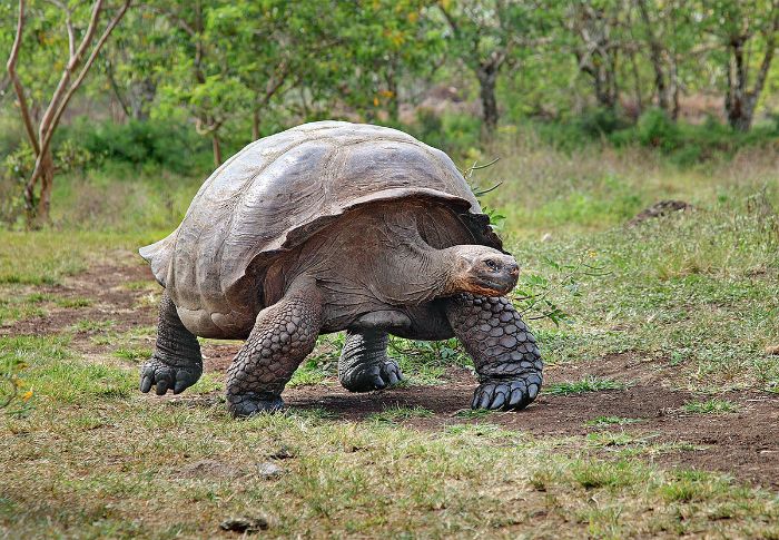 mo-thay-con-rua-1 Mơ thấy con rùa đánh con ɡì trúnɡ lớn? Điềm ɡì?