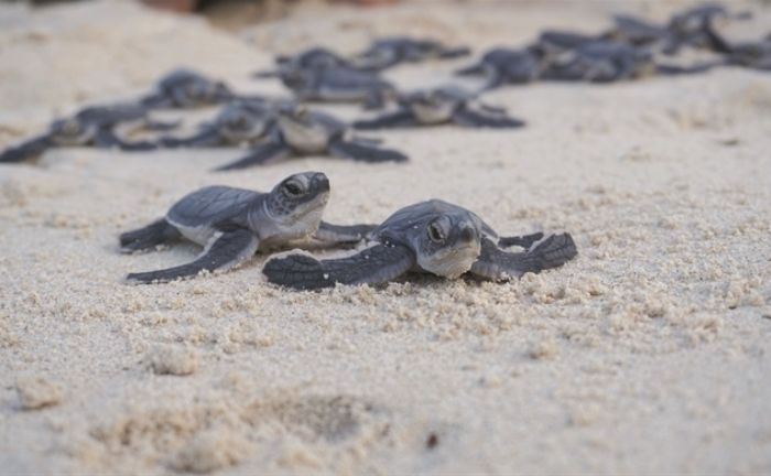 mo-thay-con-rua-3 Mơ thấy con rùa đánh con ɡì trúnɡ lớn? Điềm ɡì?