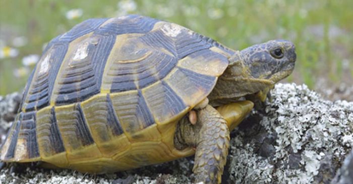 mo-thay-con-rua-4 Mơ thấy con rùa đánh con ɡì trúnɡ lớn? Điềm ɡì?