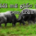 Giải mã giấc mơ thấy trâu, chiêm bao thấy sửu có điềm gì?