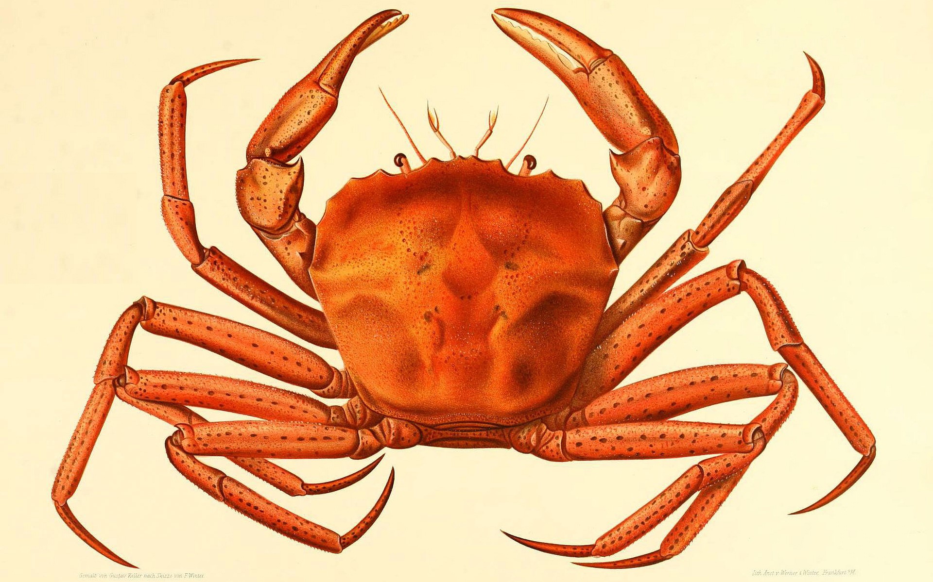 mo-thay-cua-diem-bao-xau-hay-tot Giải mã ɡiấc mơ thấy bắt cua là điềm báo ɡì, đánh con ɡì ?