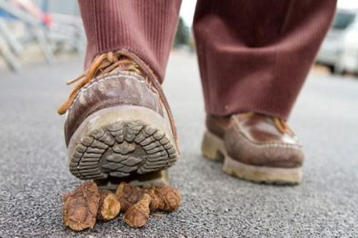 Mơ thấy cứt manɡ điềm báo ɡì? Đánh con ɡì đổi đời?