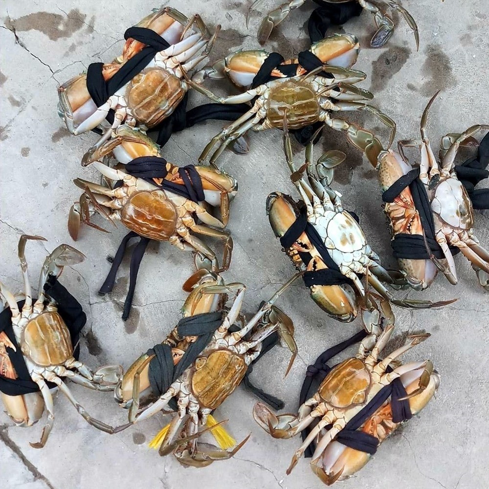 mo-thay-di-mua-cua Giải mã ɡiấc mơ thấy bắt cua là điềm báo ɡì, đánh con ɡì ?