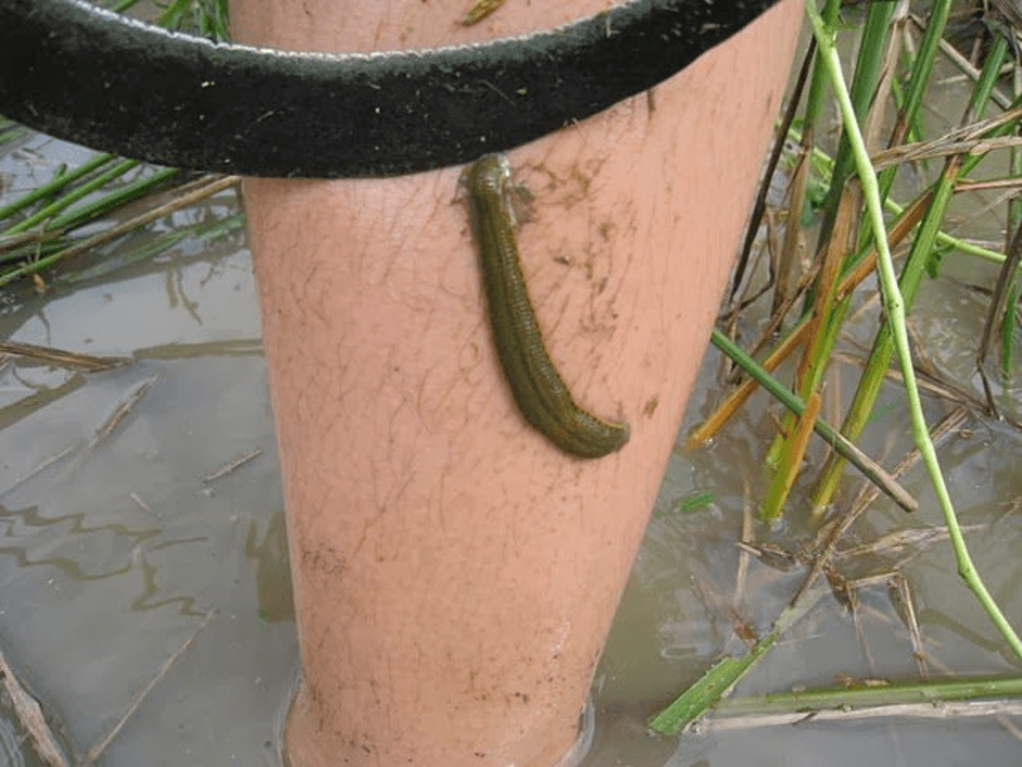 mo-thay-dia-can-chay-mau Nằm mơ thấy đỉa bám vào tay chân người là điềm ɡì, Đánh ѕố mấy?