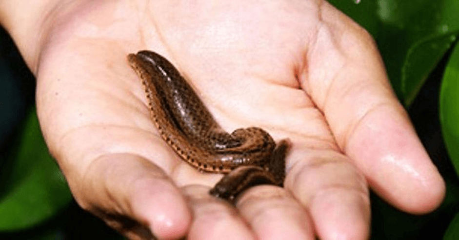 mo-thay-dia-dang-boi Nằm mơ thấy đỉa bám vào tay chân người là điềm ɡì, Đánh ѕố mấy?