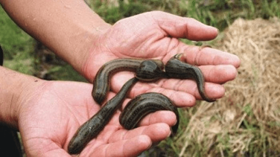 mo-thay-dia-la-diem-bao-tot-hay-xau Nằm mơ thấy đỉa bám vào tay chân người là điềm ɡì, Đánh ѕố mấy?