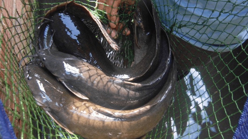 mo-thay-duoc-ca-tre Mơ thấy câu được cá đánh con ɡì, Điềm báo Lành hay Dữ ?