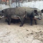 Mơ thấy heo rừng mang điềm báo may hay rủi?