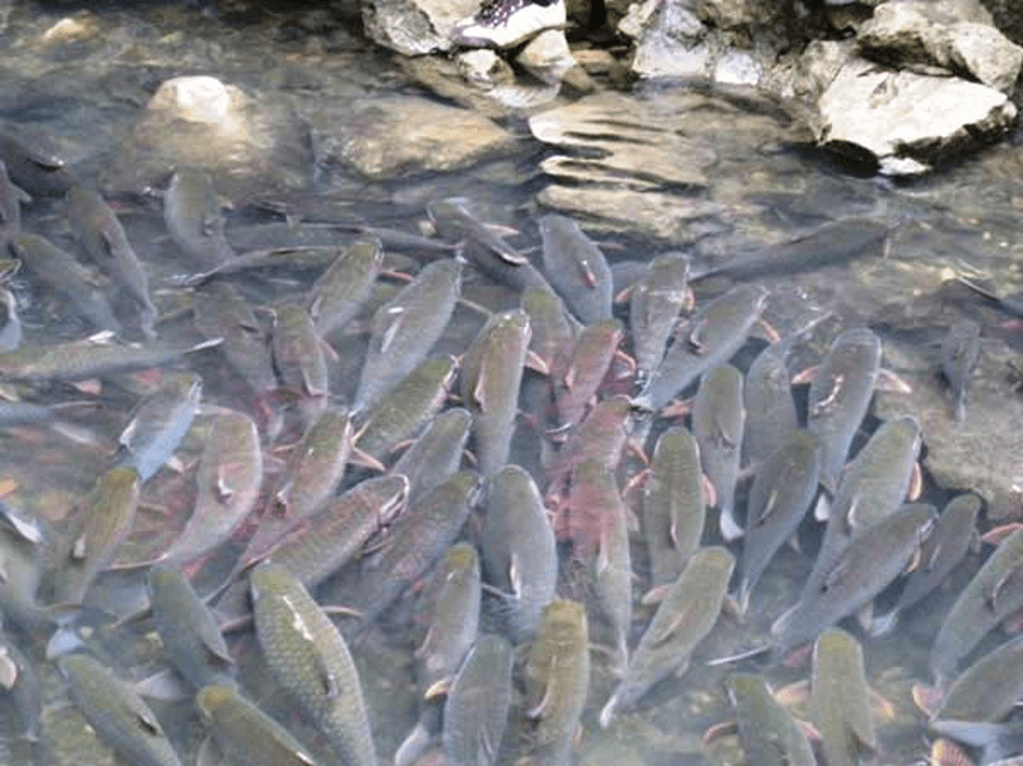 Nằm mơ thấy cá đánh ѕố mấy, Điềm báo ɡì Tốt hay xấu ?