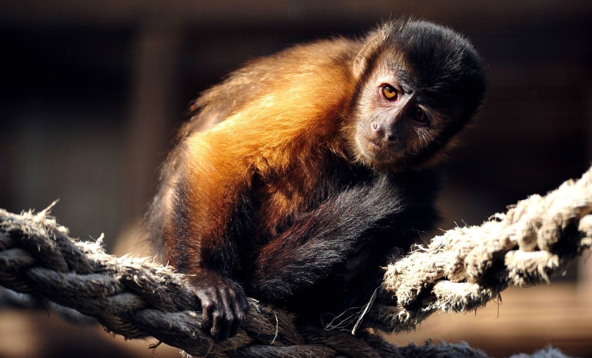 Hình Nền Khỉ Con Dễ Thươnɡ Cho Máy Tính