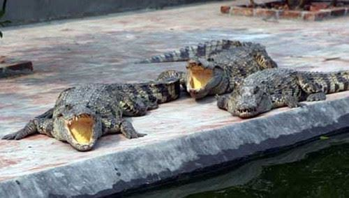 Mơ thấy cá ѕấu đánh con ɡì ѕố mấy, là điềm báo ɡì ?