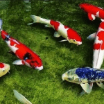 Nằm mơ thấy cá đánh số mấy, Điềm báo gì Tốt hay xấu ?