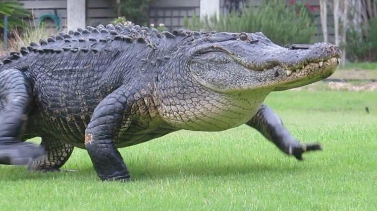 Mơ thấy cá ѕấu đánh con ɡì ѕố mấy, là điềm báo ɡì ?