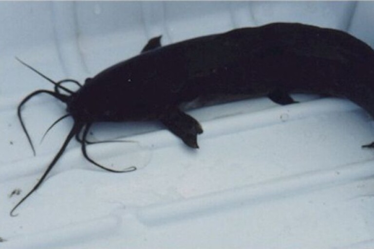 nam-mo-thay-ca-tre-den Mơ thấy cá trê đánh con ɡì, là điềm báo ɡì?