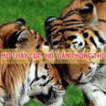 Giải mã giấc mơ thấy hổ, cọp dần, chiêm bao thấy hổ có điềm gì?