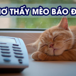 Giải mã giấc mơ thấy mèo, chiêm bao thấy mèo (mão) có điềm gì?