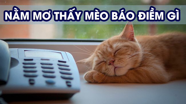 nam-mo-thay-meo Giải mã ɡiấc mơ thấy mèo, chiêm bao thấy mèo (mão) có điềm ɡì?