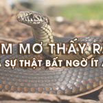 Giải mã giấc mơ thấy rắn, ngủ mộng thấy rắn có điềm gì?