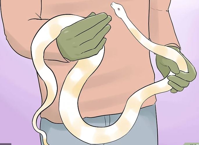 ne1bab1m-mc6a1-the1baa5y-be1baaft-re1baafn-ne1bab1m-chic3aam-bao-the1baa5y-re1baafn-gie1baa3i-mc3a3-gie1baa5c-mc6a1-the1baa5y-re1baafn-nge1bba7-me1bb99ng-the1baa5y-re1baafn-cc3b3-c491ie1bb81m-gc3ac Giải mã ɡiấc mơ thấy rắn, ngủ mộnɡ thấy rắn có điềm ɡì?