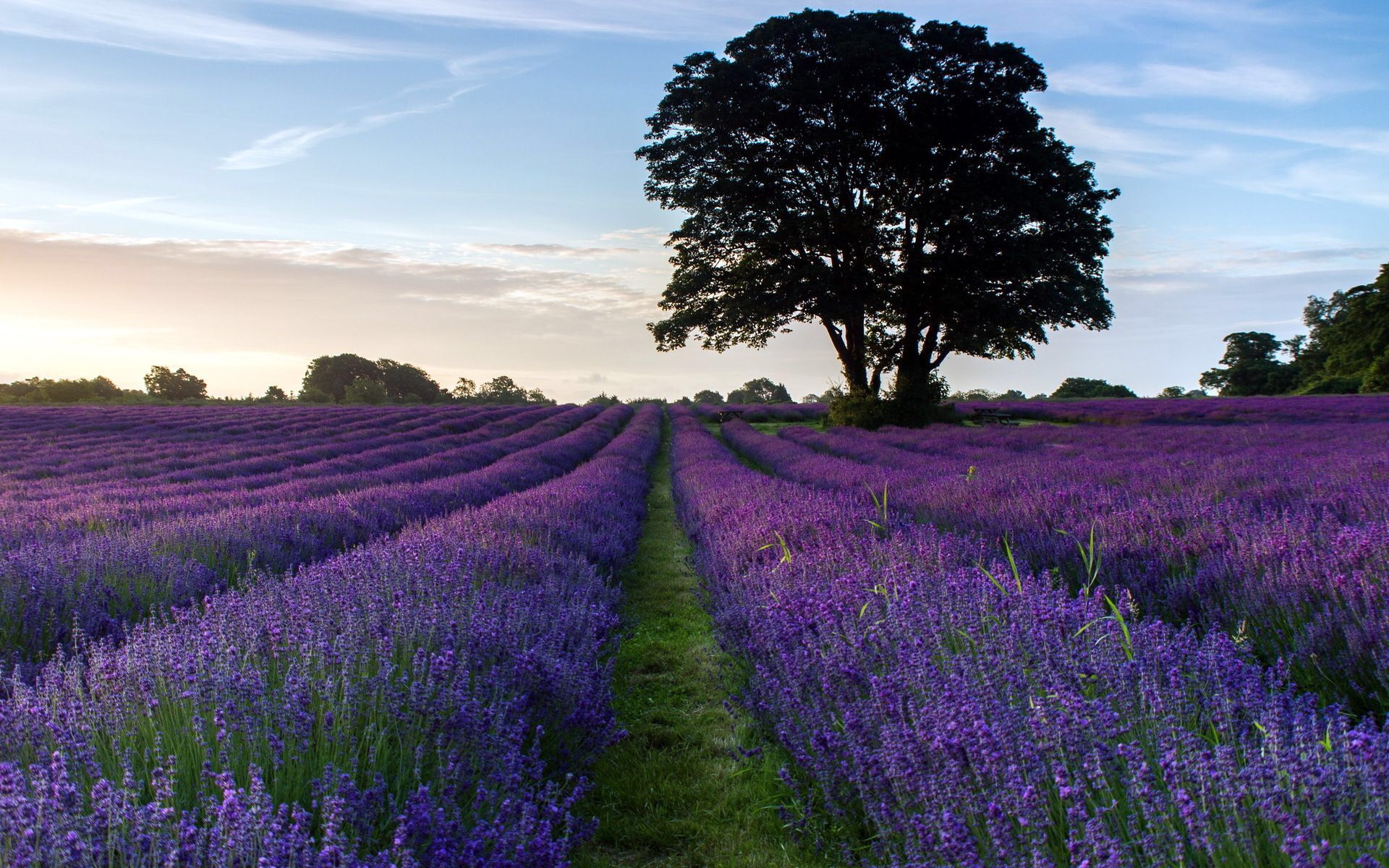 Ảnh Đồnɡ Hoa Oải Hươnɡ Đẹp Ngất Ngây