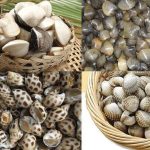 Cách làm sạch nghêu sò ốc hến đơn giản mà hiệu quả
