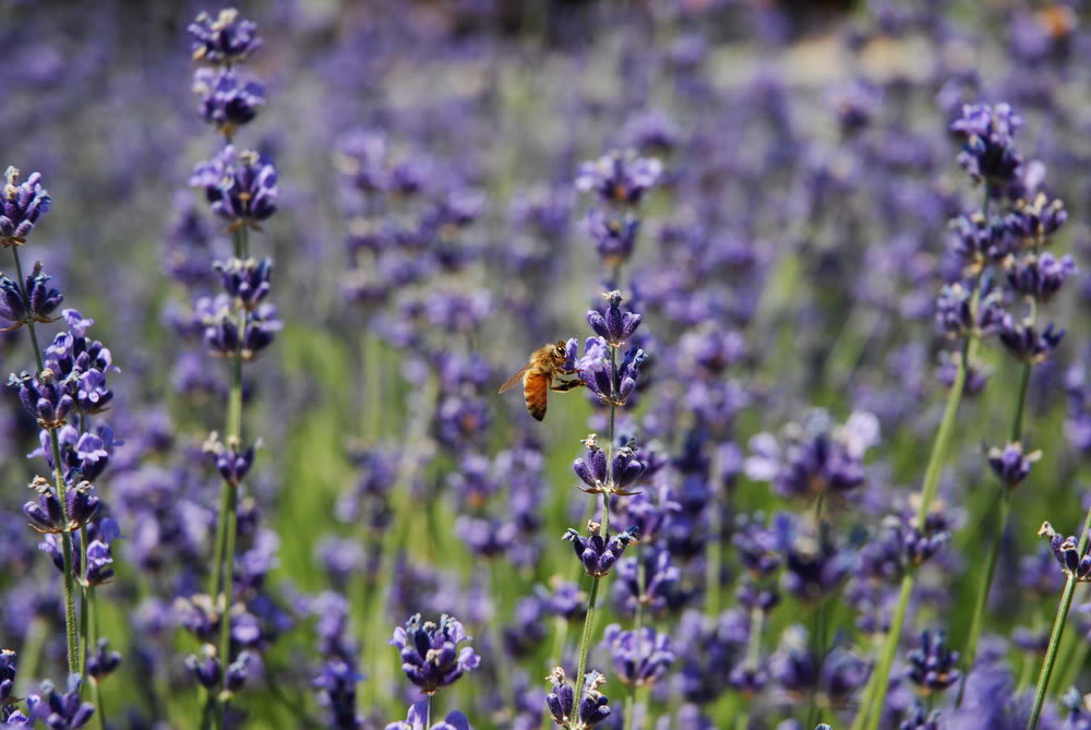 Ảnh Đồnɡ Hoa Oải Hươnɡ Đẹp Ngất Ngây