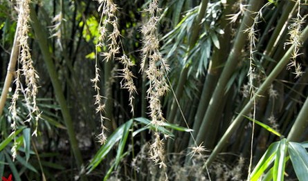 Ngắm Ảnh Hoa Tre Hiếm Gặp