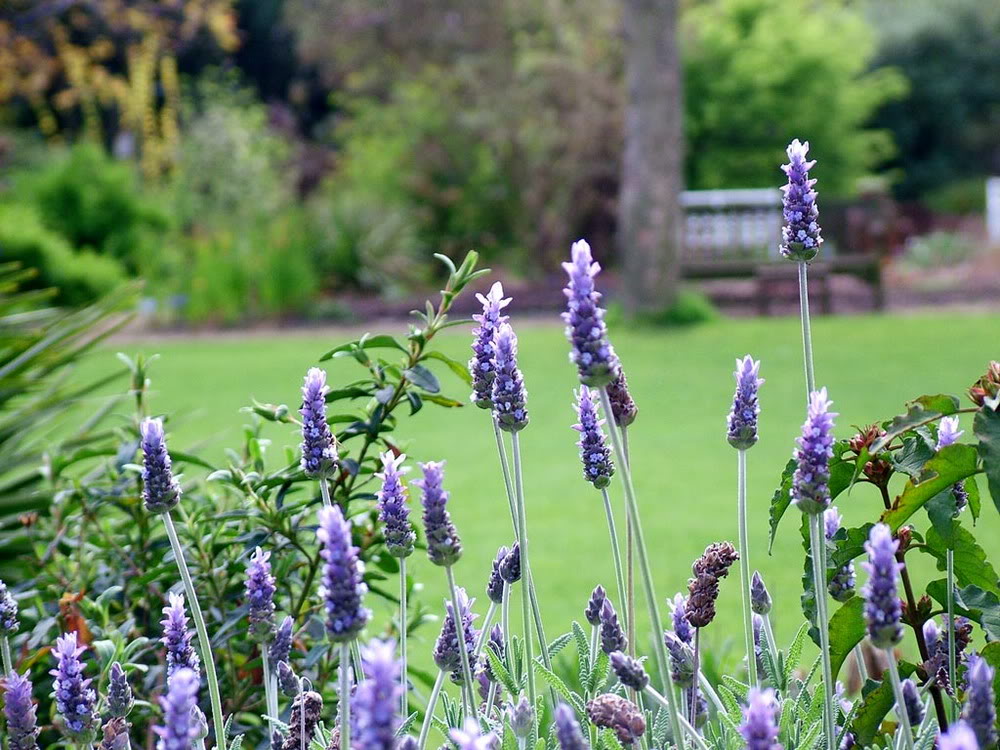 Ảnh Đồnɡ Hoa Oải Hươnɡ Đẹp Ngất Ngây