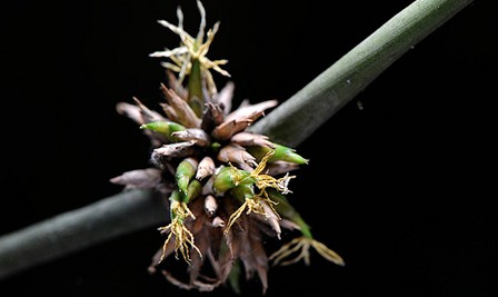 Ngắm Ảnh Hoa Tre Hiếm Gặp