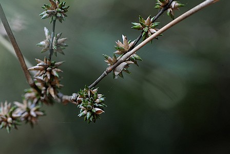 Ngắm Ảnh Hoa Tre Hiếm Gặp