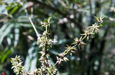 Ngắm Ảnh Hoa Tre Hiếm Gặp