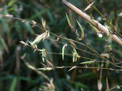 Ngắm Ảnh Hoa Tre Hiếm Gặp