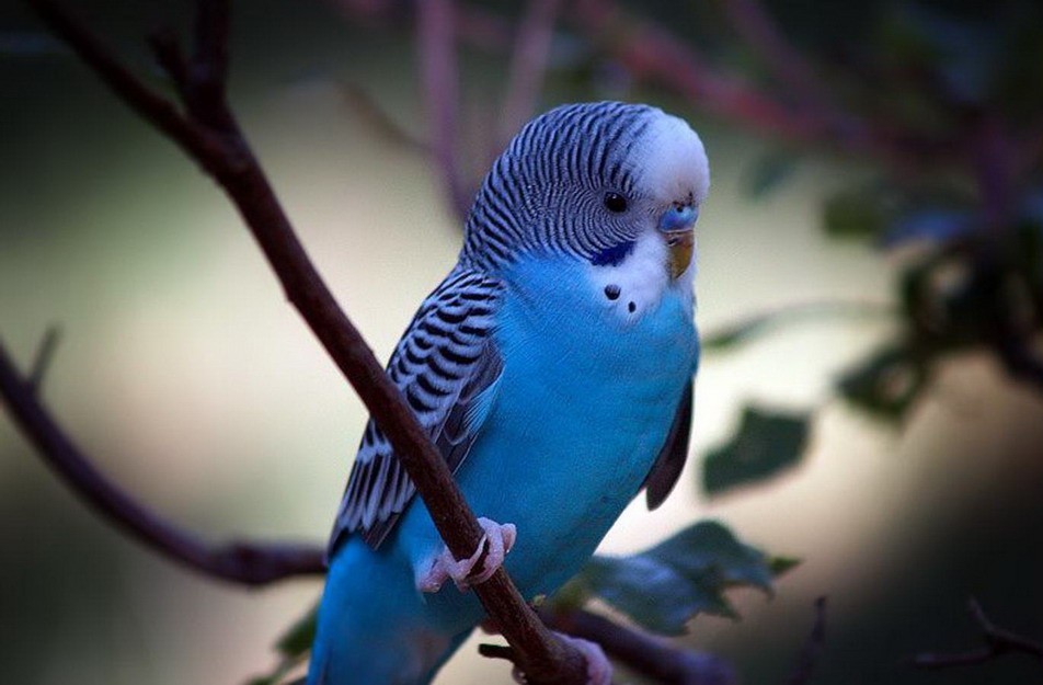 Hình Ảnh Loài Vẹt Đa Sắc Màu