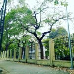 Top 8 góc chụp ảnh sống ảo siêu đẹp trong khuôn viên Đại học Quốc gia Hà Nội