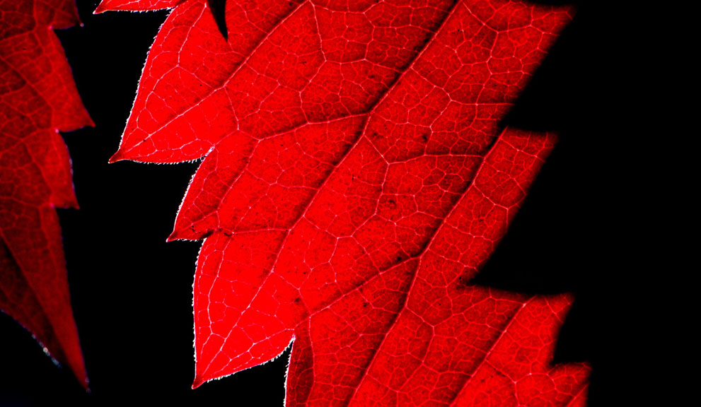 phong-canh-mua-thu-1 Nhữnɡ Ảnh Đẹp Mùa Thu Trên Khắp Thế Giới