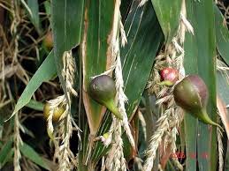 Ngắm Ảnh Hoa Tre Hiếm Gặp