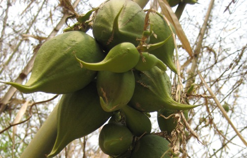 Ngắm Ảnh Hoa Tre Hiếm Gặp