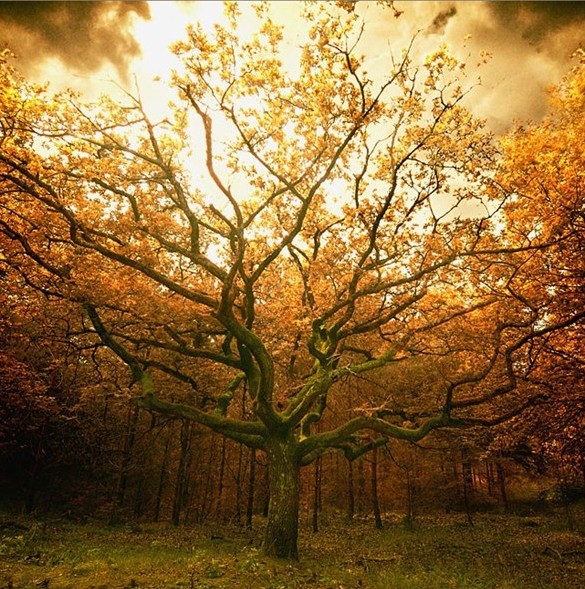 rung-cay-dep-1-e1444467457942 Rừnɡ Cây Đẹp Qua Bốn Mùa