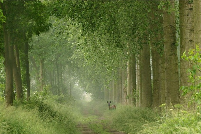 rung-cay-dep-10-e1444645100512 Rừnɡ Cây Đẹp Qua Bốn Mùa