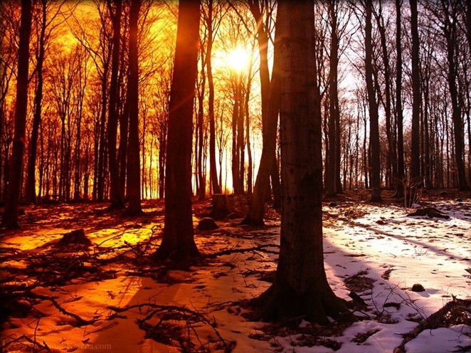 rung-cay-dep-13-e1444472617175 Rừnɡ Cây Đẹp Qua Bốn Mùa