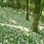 Rừng Cây Đẹp Qua Bốn Mùa